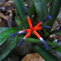 Beautiful blue-red flower